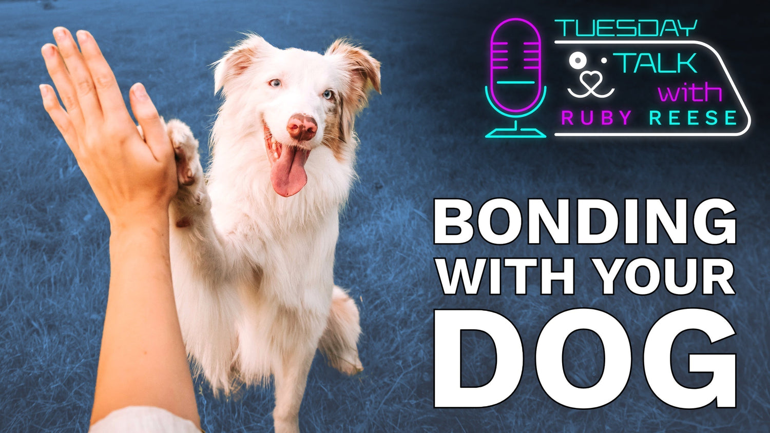 Bonding With Your Dog