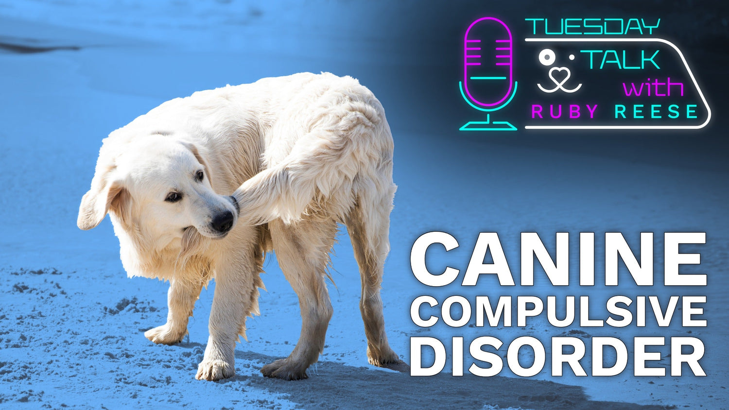 Canine Compulsive Disorder (CCD)