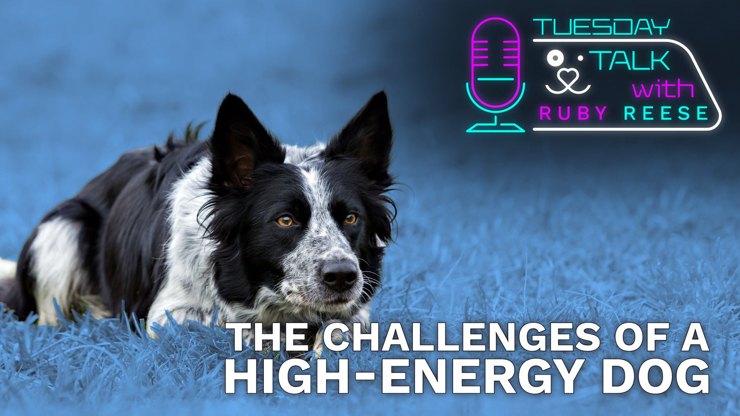 The Challenges Of a High-Energy Dog