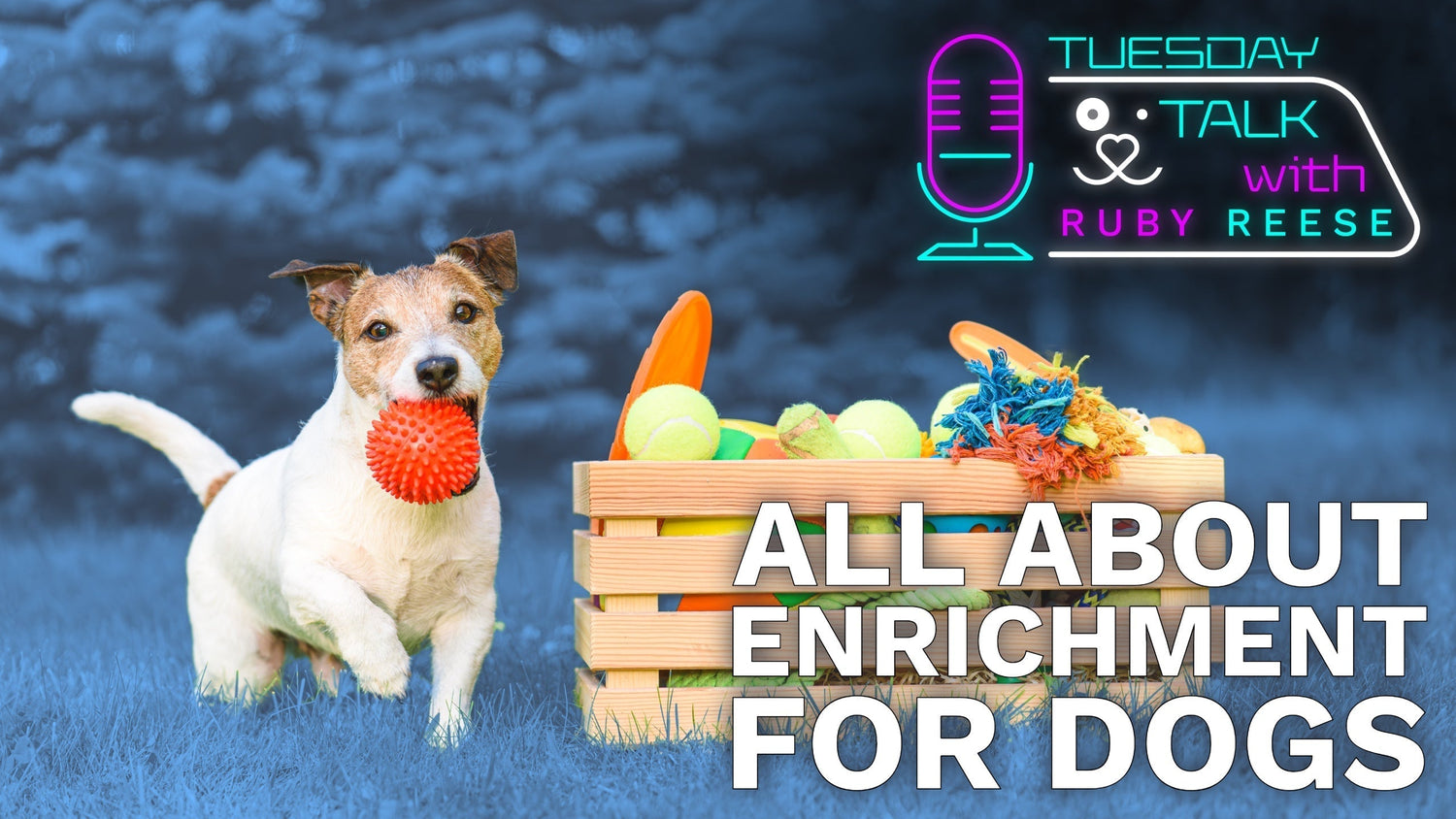 All About Enrichment for Dogs