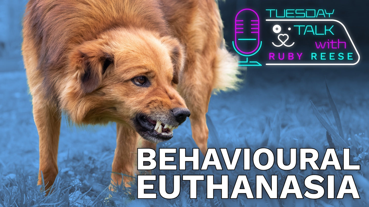 Behavioural Euthanasia in Dogs