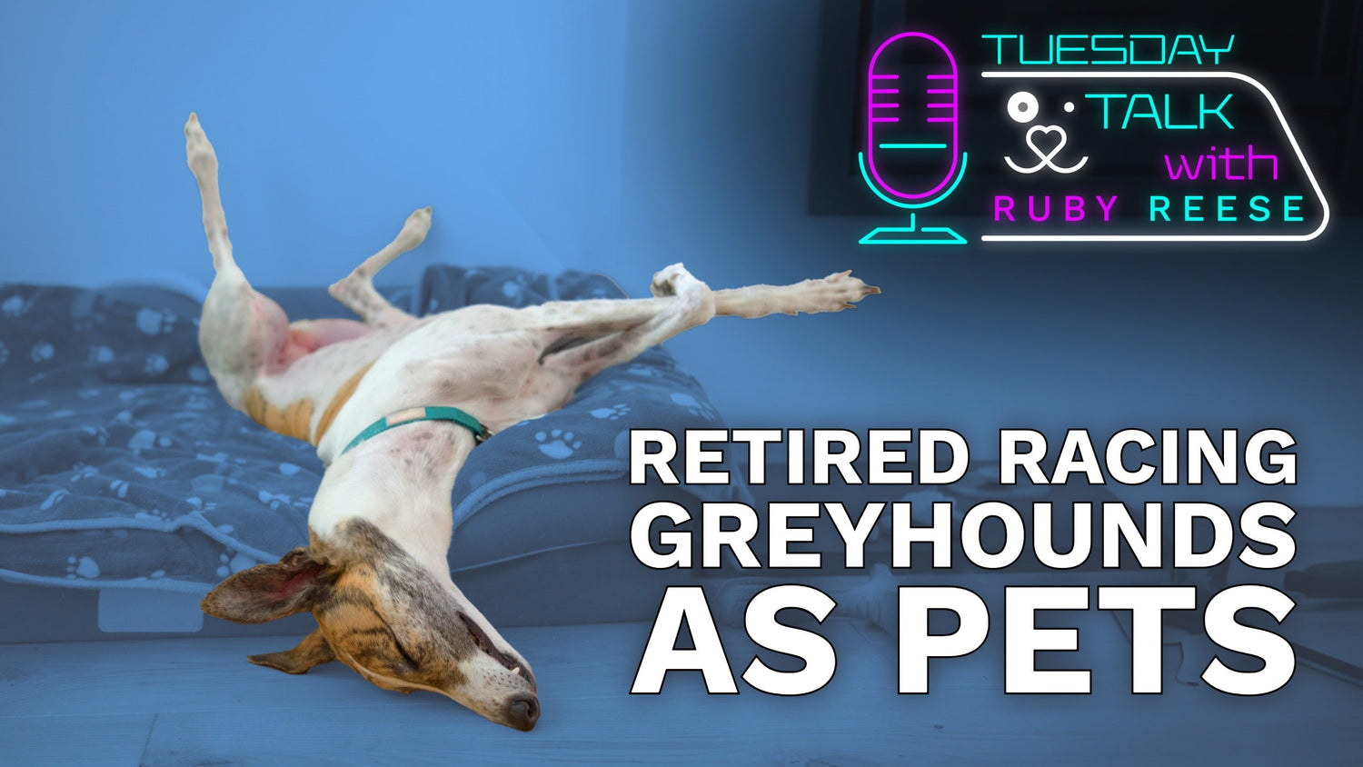 Retired Racing Greyhounds as Pets