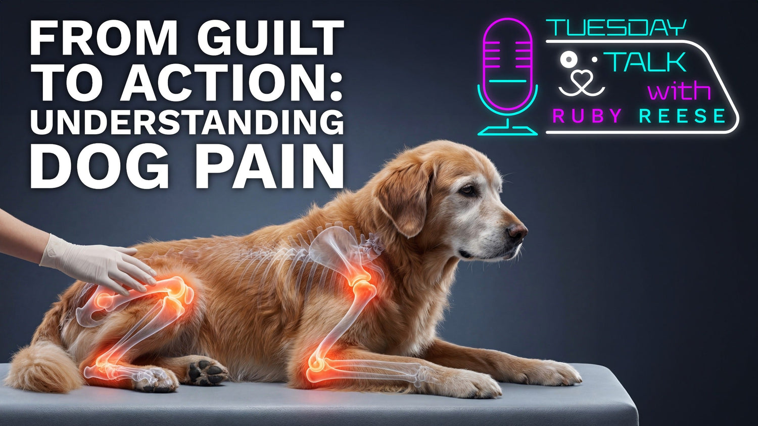 From Guilt to Action: Understanding Dog Pain
