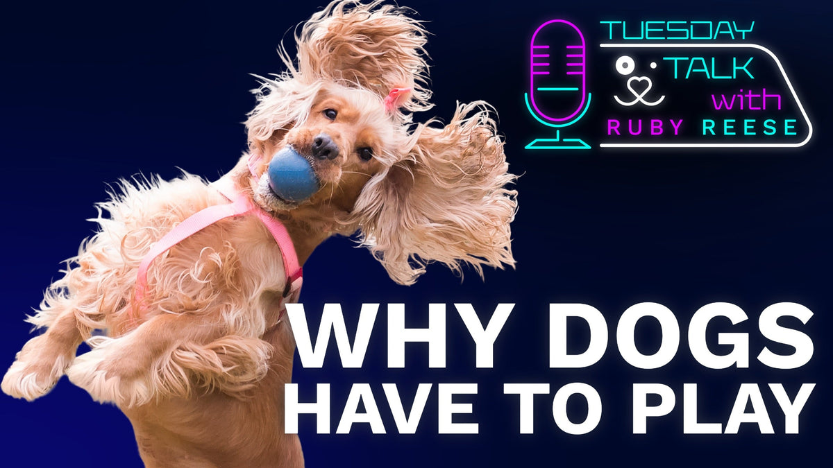Why Dogs Have to Play