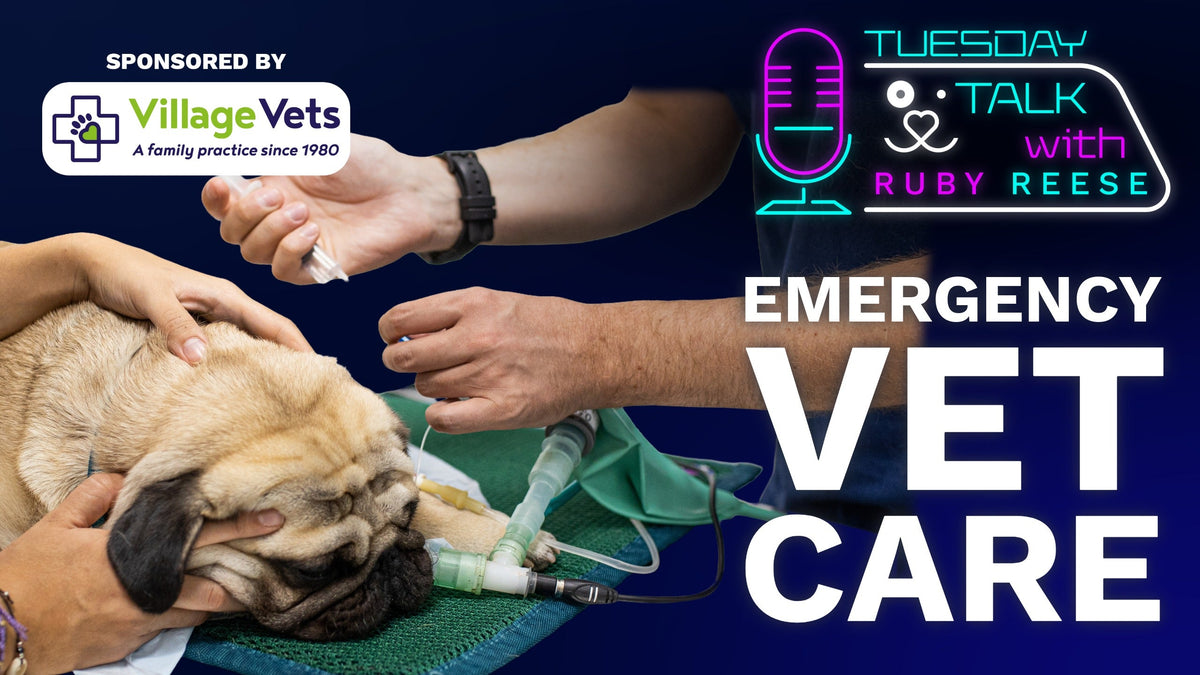 Emergency Vet Care
