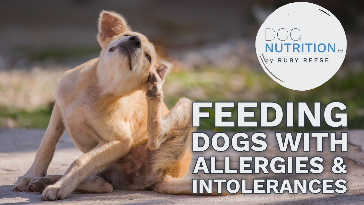 Feeding Dogs With Allergies & Intolerances