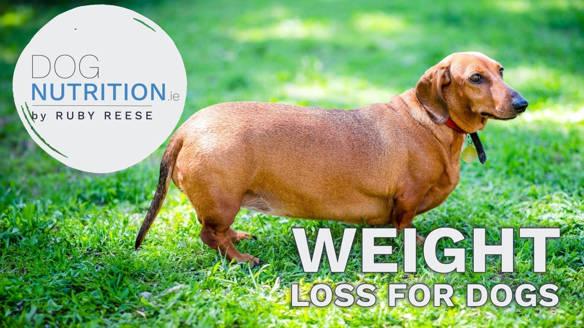 View of Weight Loss For Dogs - Getting Dogs in Shape the Healthy Way – Ruby Reese