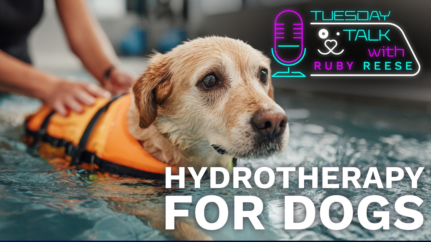 Hydrotherapy for Dogs