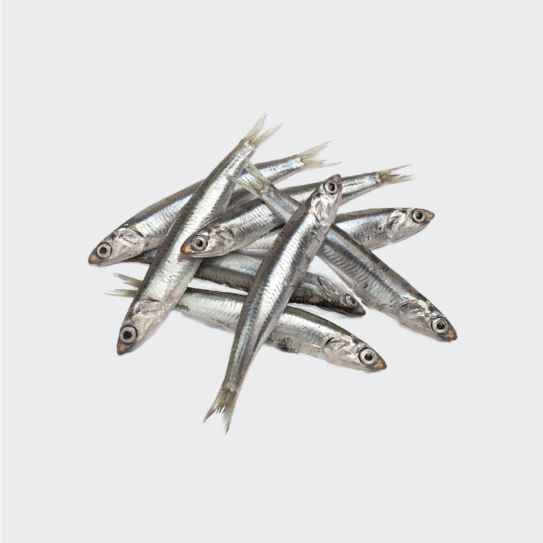 A pile of fresh sardines with a silver skin.