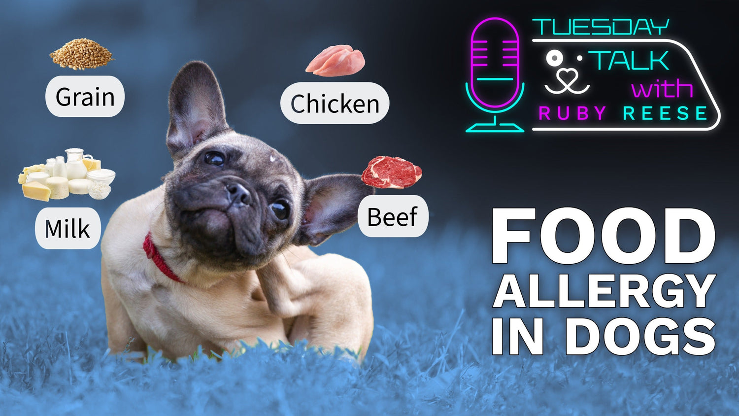 Understanding Food Allergies in Dogs