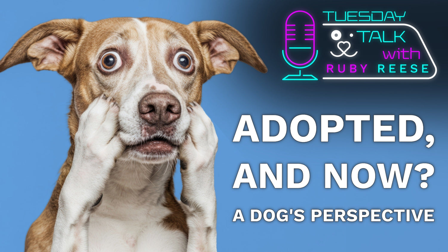 Adopted, and now? - A dog’s perspective