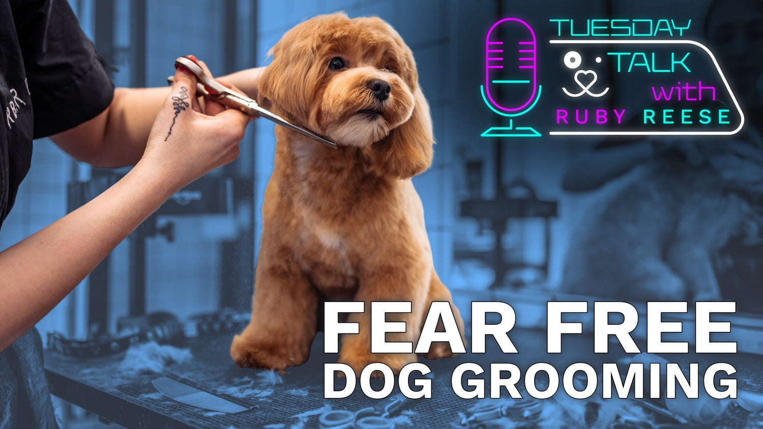 Fear free dog grooming