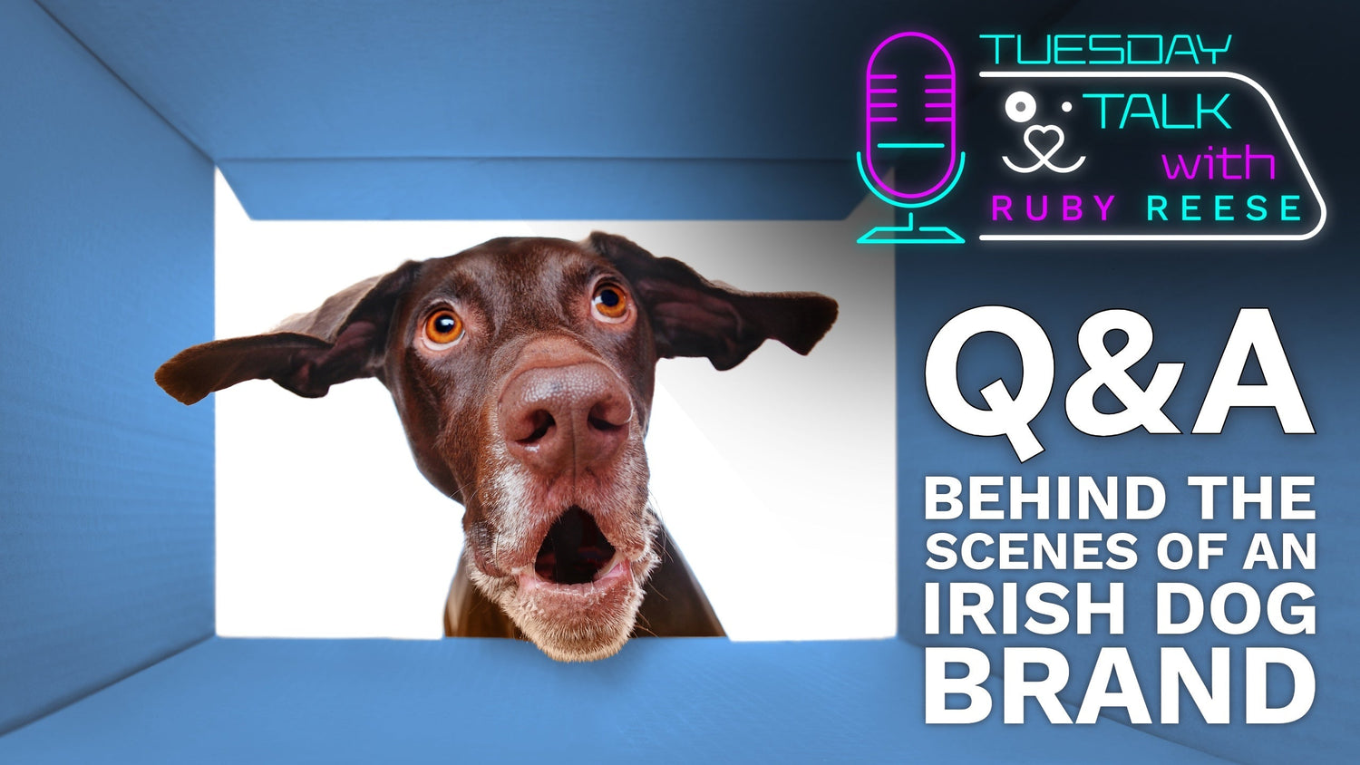 Q&A - Behind the Scenes of An Irish Dogs Brand