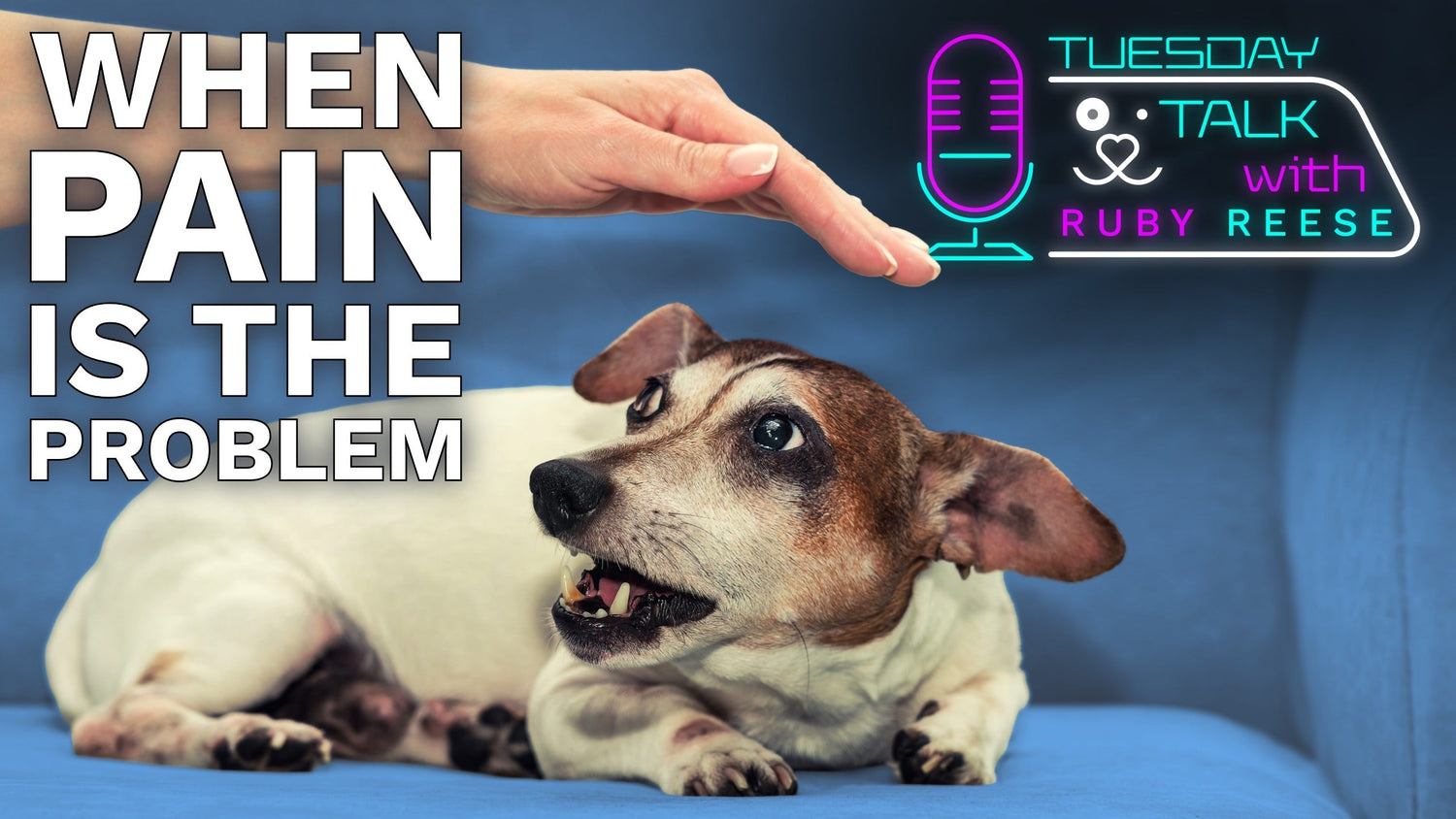 Dog Behaviour - If Pain is the Problem