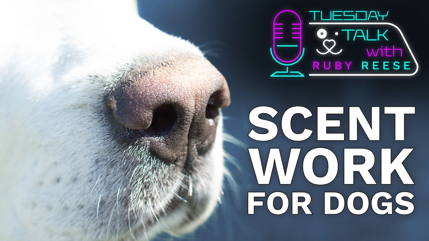 Scent Work for Dogs