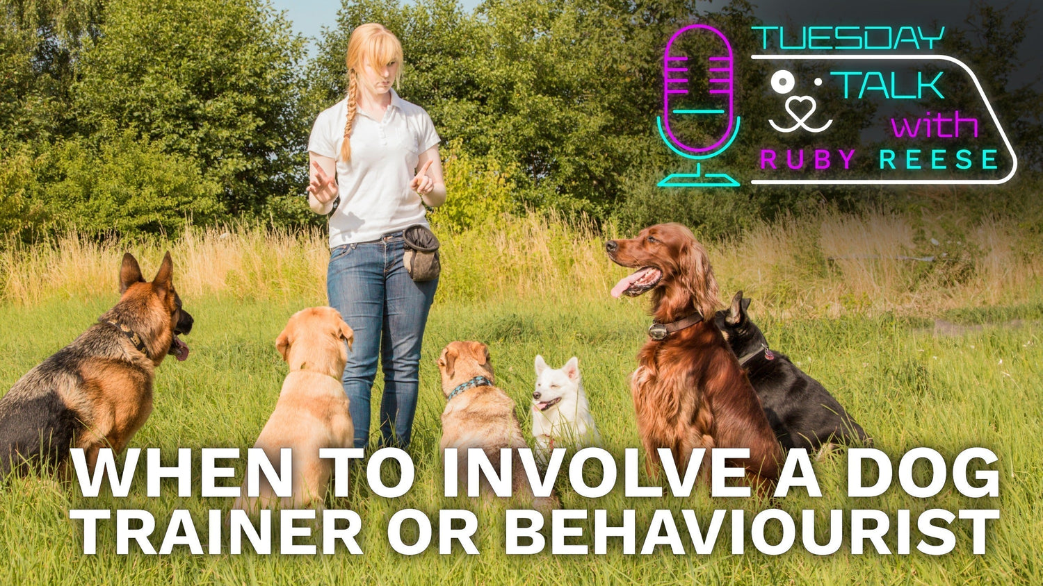 When to Involve a Dog Trainer or Behaviourist