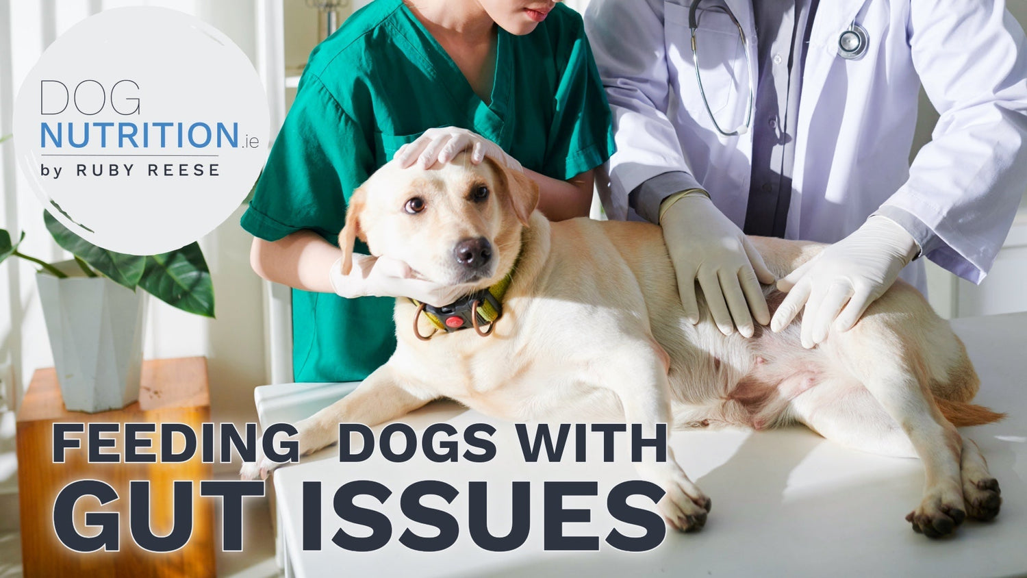 Feeding Dogs With Gut Issues
