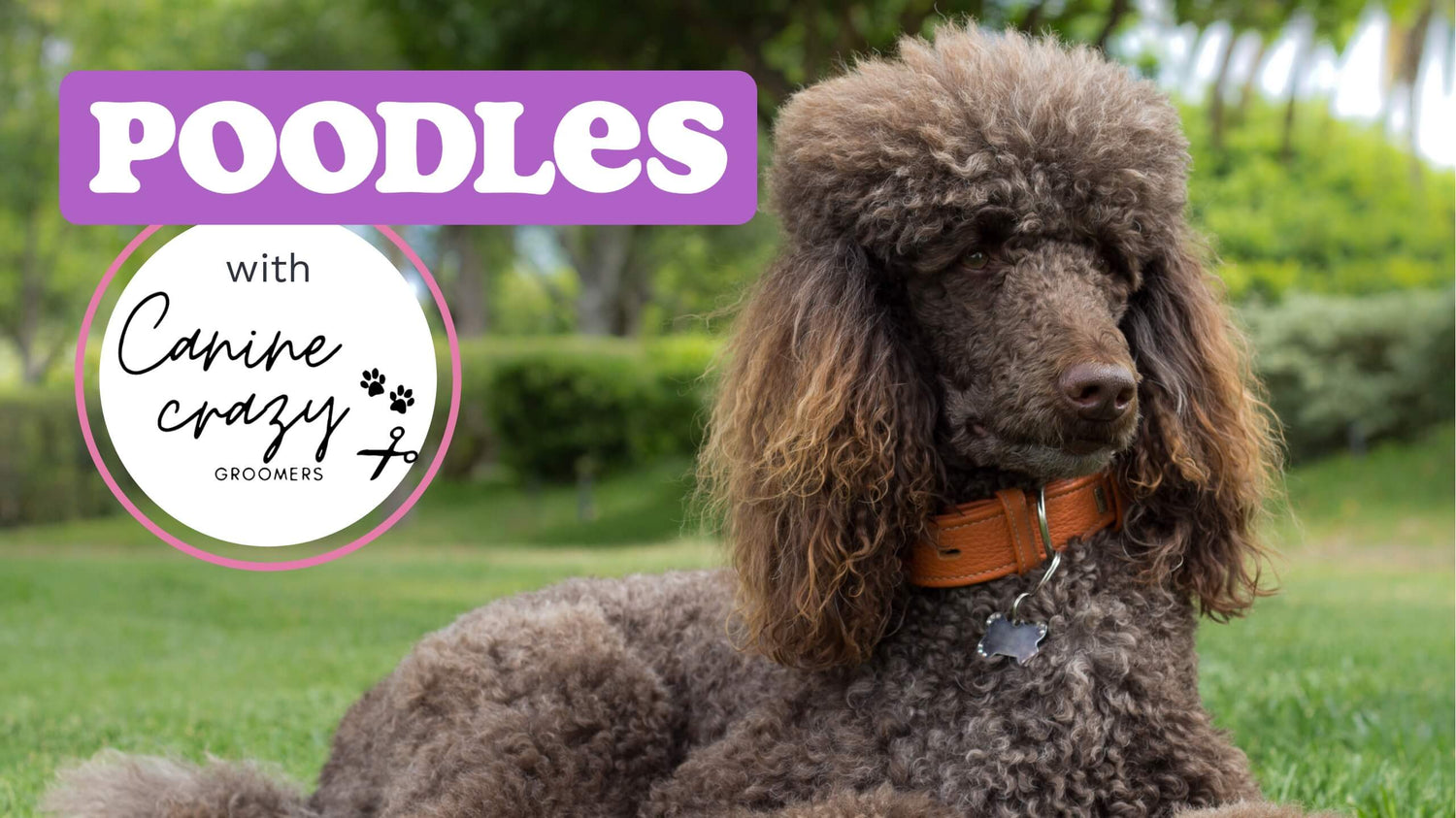 A brown poodle lying on grass looking into the camera and a box with text “Poodles”