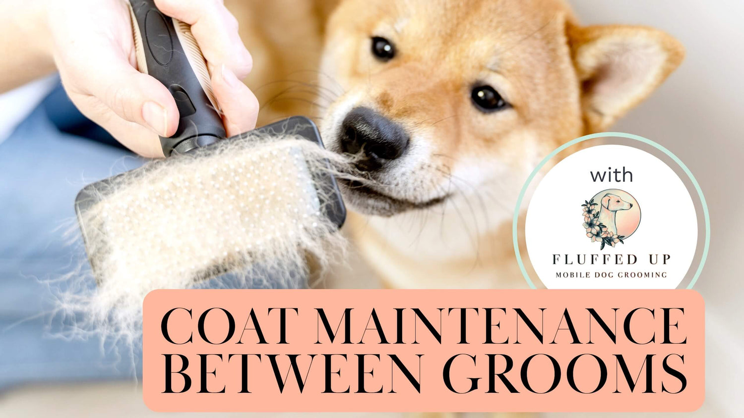 A hand holding a brush full of hair, in the background a dogs face and a box with text “Coat Maintenance Between Grooms”