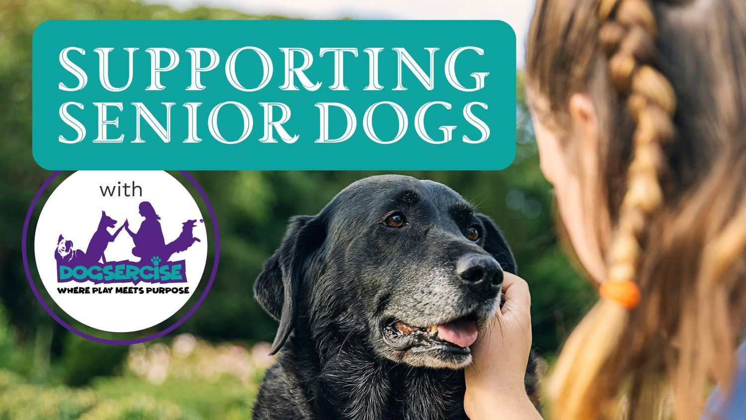 An old black dog is petted by a woman and a box with text “Supporting Senior Dogs”