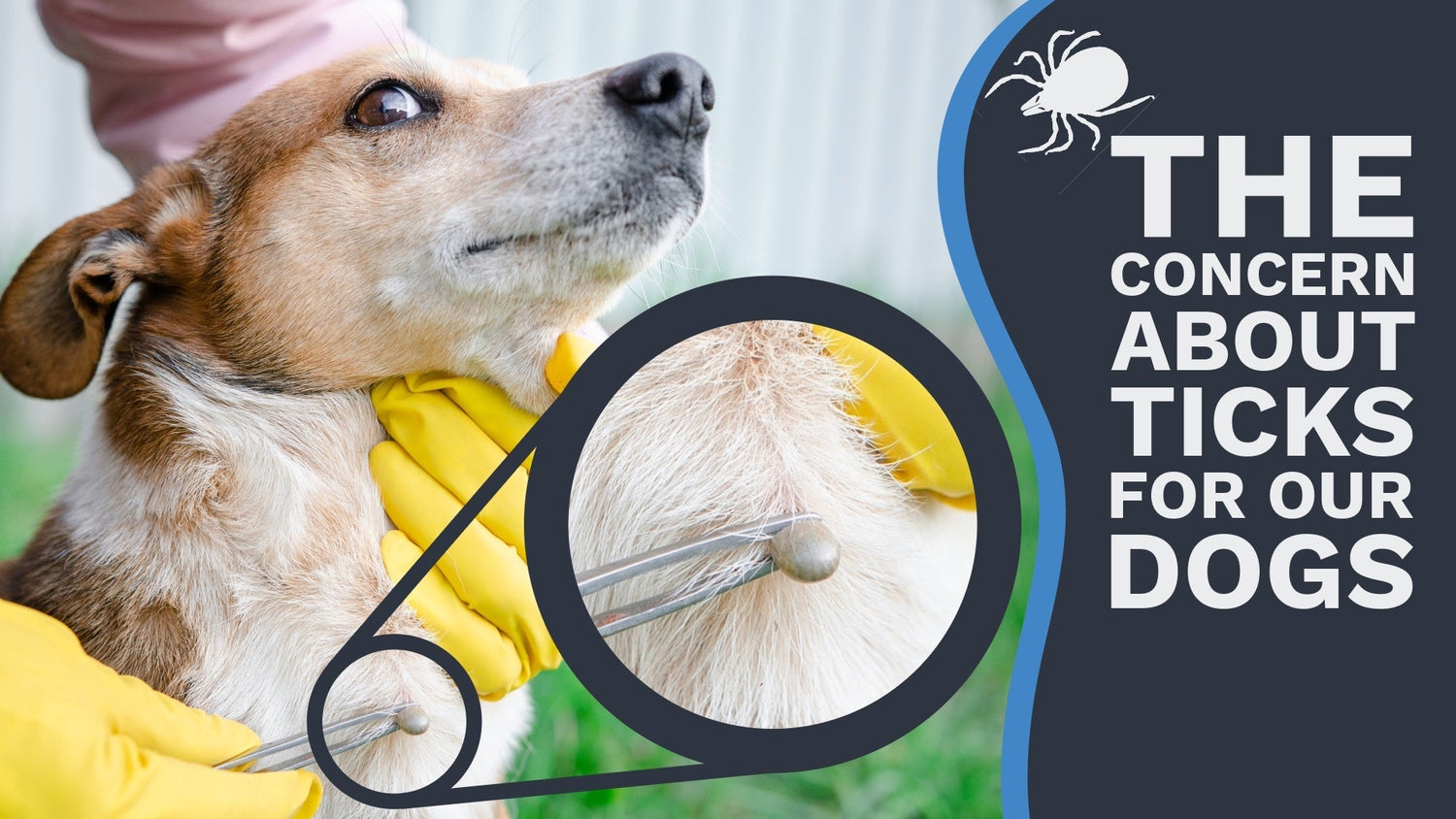 The concern about ticks for our dogs
