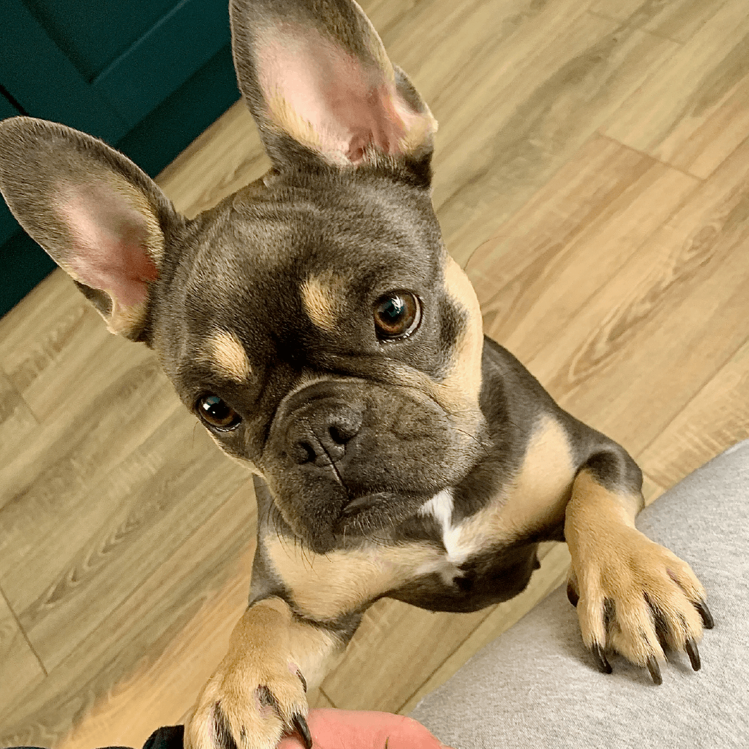 Ruby , a very cute French Bulldog, is looking directly into the camera while holding a human hand