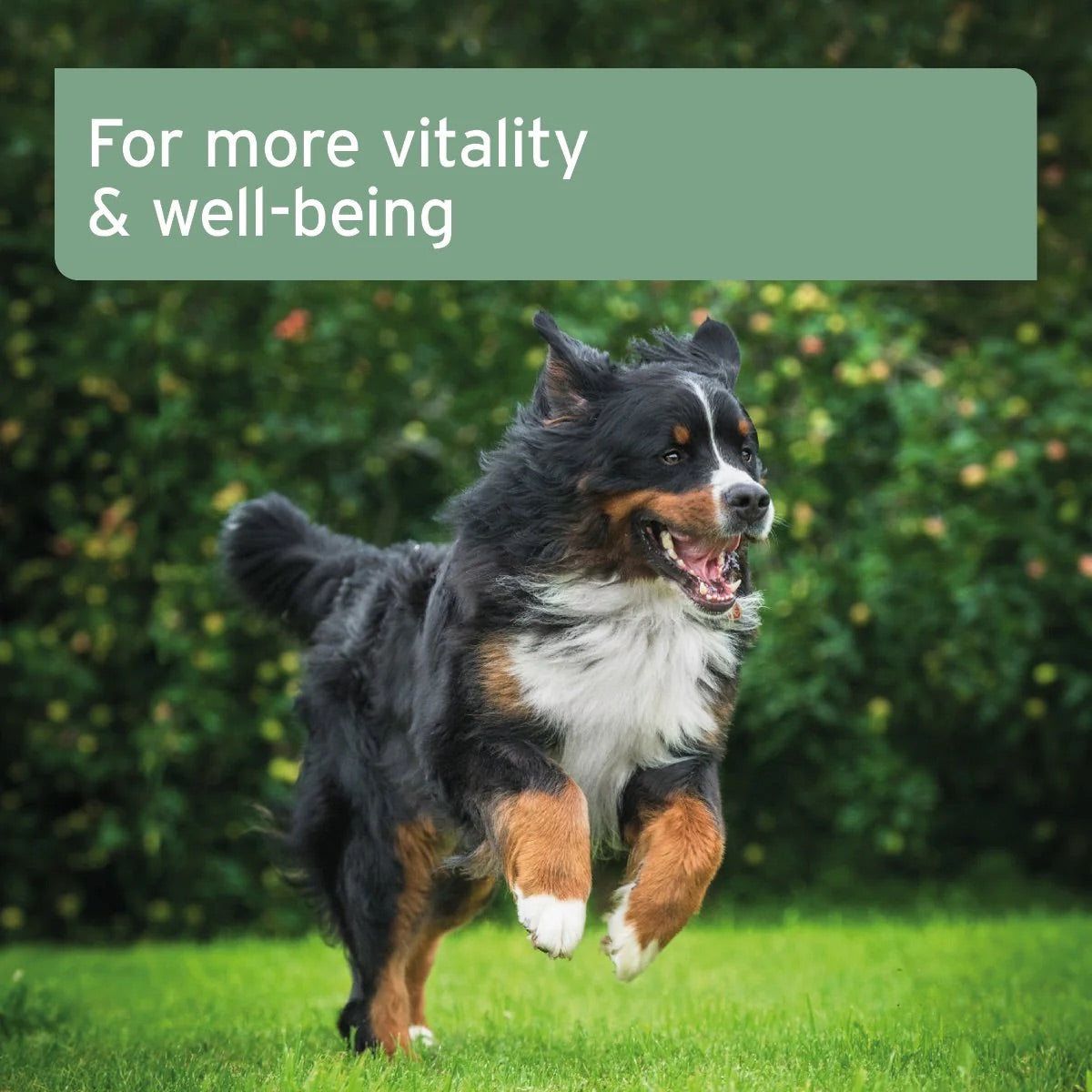 Salmon Oil for Dogs